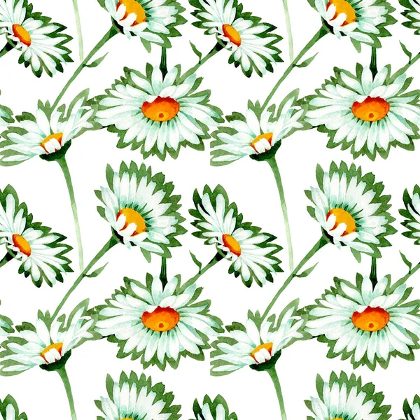 Vit Daisy blommiga botaniska blommor. Akvarell bakgrund illustration uppsättning. Sömlöst bakgrundsmönster. — Stockfoto