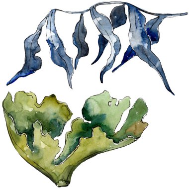 Yeşil ve mavi su altı doğa mercan resifi. Suluboya arka plan seti. İzole mercan illüstrasyon elemanı.