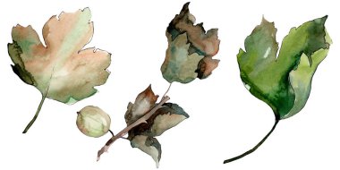 Bir suluboya tarzı izole Bektaşi üzümü sağlıklı gıda. Suluboya arka plan seti. İzole berry illüstrasyon elemanı.