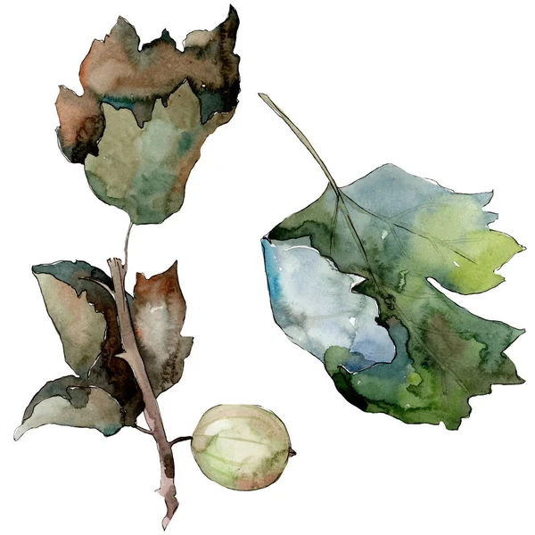 Gooseberry alimentation saine dans un style aquarelle isolé. Ensemble de fond aquarelle. Élément d'illustration de baies isolé . — Photo