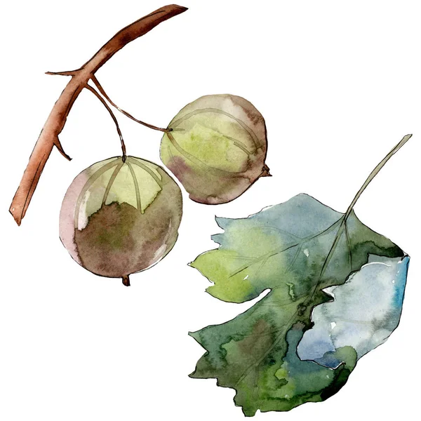 Uva spina cibo sano in uno stile acquerello isolato. Set sfondo acquerello. Elemento isolante di illustrazione bacca . — Foto Stock