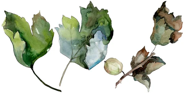 Gooseberry alimentation saine dans un style aquarelle isolé. Ensemble de fond aquarelle. Élément d'illustration de baies isolé . — Photo