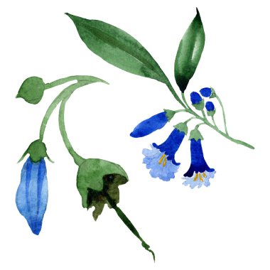 Mavi brugmansia çiçek botanik çiçekleri. Suluboya arka plan seti. İzole brugmansia illüstrasyon elemanı.