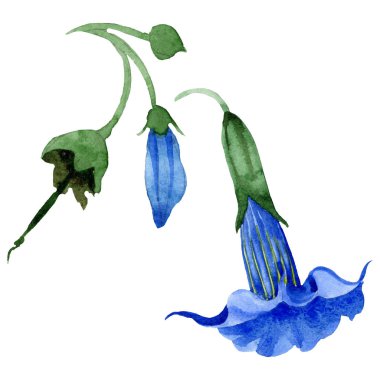 Mavi brugmansia çiçek botanik çiçekleri. Suluboya arka plan seti. İzole brugmansia illüstrasyon elemanı.