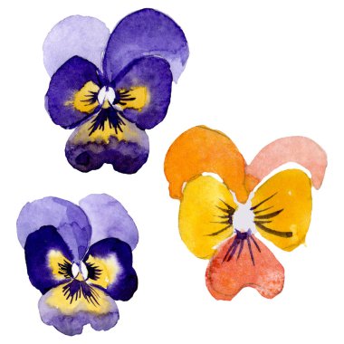 Pansies botanik çiçekleri ile süs. Suluboya arka plan illüstrasyon seti. Yalıtılmış viyola illüstrasyon öğesi.