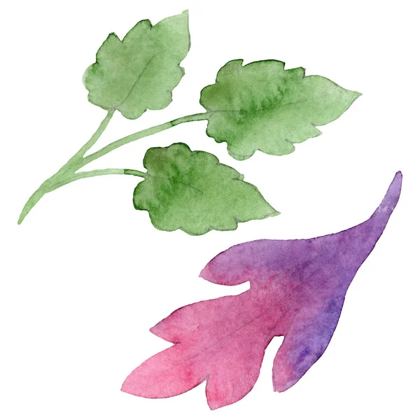 Ornamento com pálias flores botânicas. Conjunto de ilustração de fundo aquarela. Isolado elemento ilustração viola . — Fotografia de Stock