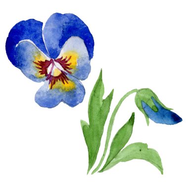 Viyola çiçek botanik çiçekleri ile süs. Suluboya arka plan seti. Yalıtılmış viyola illüstrasyon öğesi.