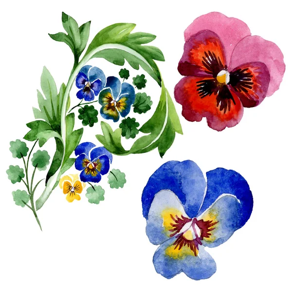 Viyola çiçek botanik çiçekleri ile süs. Suluboya arka plan seti. Yalıtılmış viyola illüstrasyon öğesi. — Stok fotoğraf