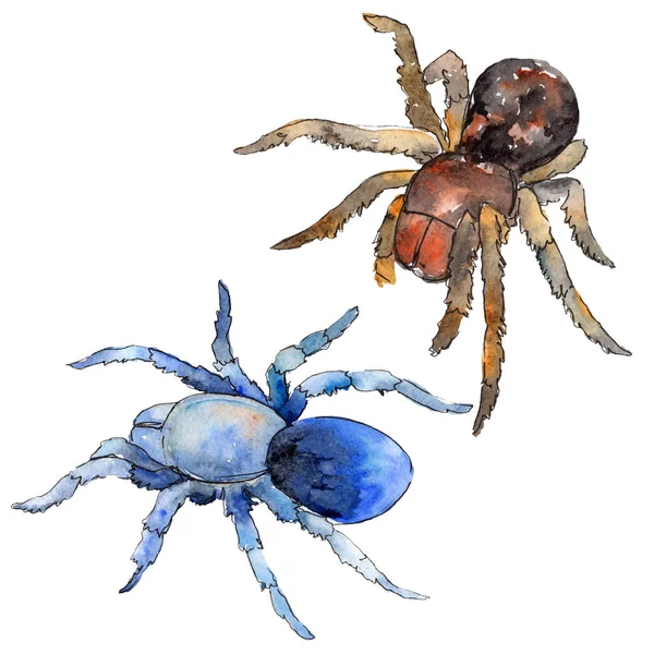 Exotiska Tarantula spindel vild insekt. Akvarell bakgrund illustration uppsättning. Isolerad insekt illustration element. — Stockfoto