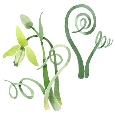 Albuca canadensis çiçek botanik çiçekler. Suluboya arka plan seti. İzole albuca illüstrasyon elemanı.
