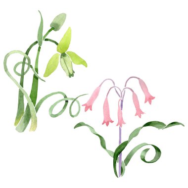 Albuca canadensis çiçek botanik çiçekler. Suluboya arka plan seti. İzole albuca illüstrasyon elemanı.