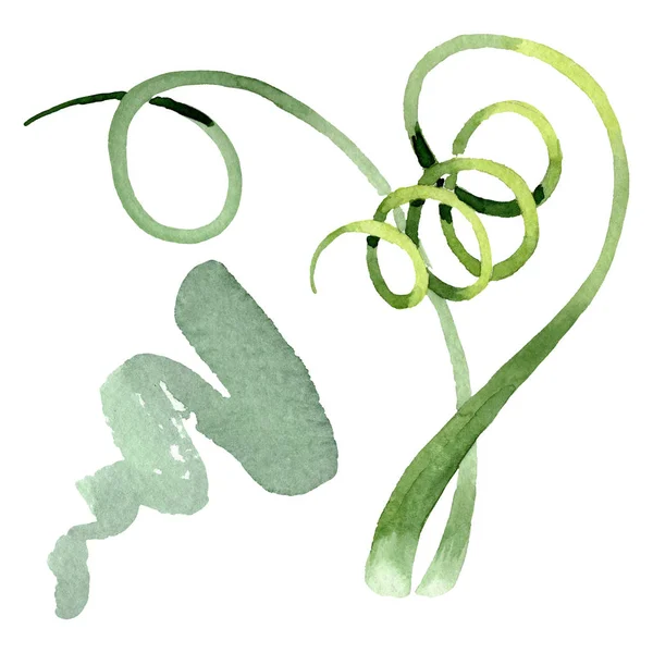 Albuca canadensis fiori botanici floreali. Set sfondo acquerello. Elemento isolante di illustrazione dell'albuca . — Foto Stock