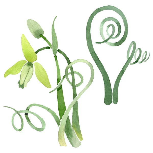 Albuca canadensis flores botánicas florales. Conjunto de fondo acuarela. Elemento ilustrativo aislado de albuca . — Foto de Stock