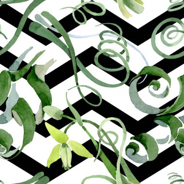 Albuca canadensis çiçek botanik çiçekler. Suluboya arka plan seti. Kesintisiz arka plan deseni.