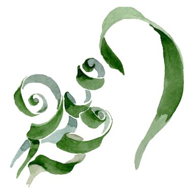 Albuca canadensis çiçek botanik çiçekler. Suluboya arka plan seti. İzole albuca illüstrasyon elemanı.