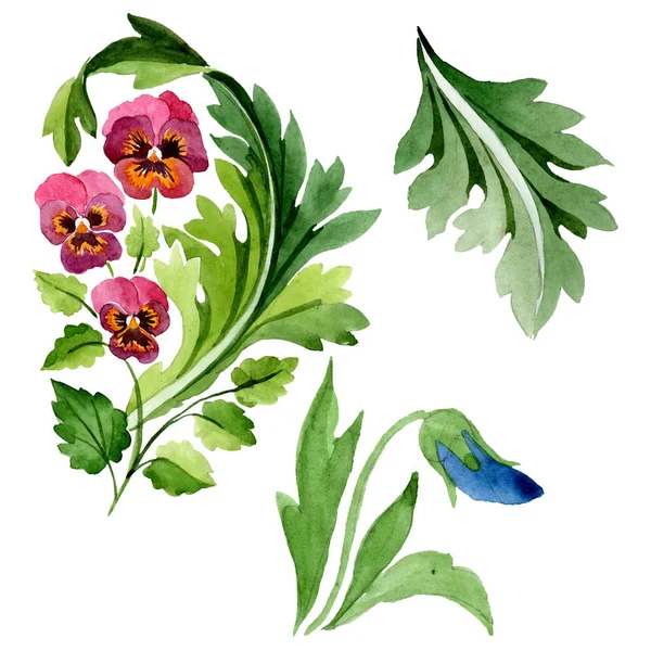 Ornamento com flores botânicas florais viola. Conjunto de fundo aquarela. Isolado elemento ilustração violas . — Fotografia de Stock
