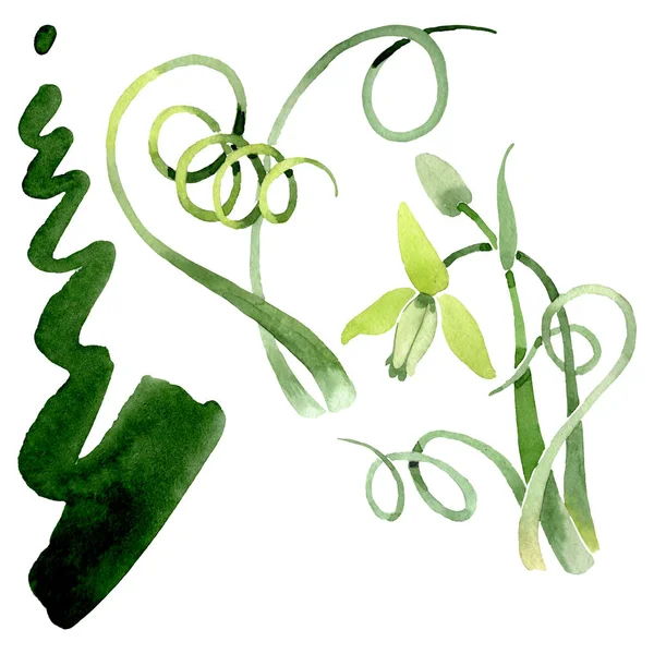 Albuca canadensis blomstrede botaniske blomster. Akvarel baggrund sæt. Illustrationselement for isoleret albuca . - Stock-foto