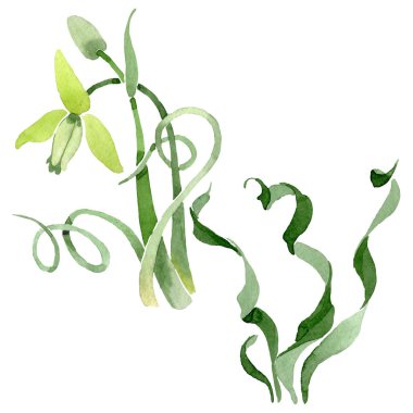 Albuca canadensis çiçek botanik çiçekler. Suluboya arka plan seti. İzole albuca illüstrasyon elemanı.