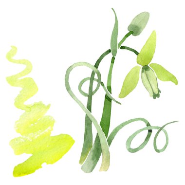 Albuca canadensis çiçek botanik çiçekler. Suluboya arka plan seti. İzole albuca illüstrasyon elemanı.