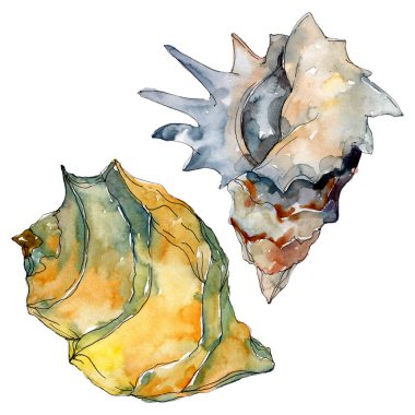 Yaz plaj deniz kabuğu tropikal unsurlar. Suluboya arka plan illüstrasyon seti. Yalıtılmış kabuk çizimi.