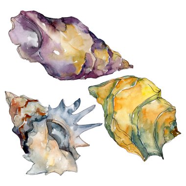 Yaz plaj deniz kabuğu tropikal unsurlar. Suluboya arka plan illüstrasyon seti. Yalıtılmış kabuk çizimi.