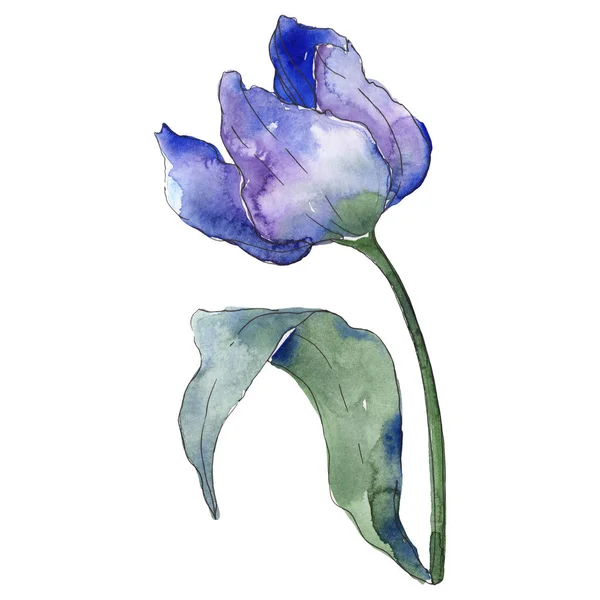 Niebieski tulipan kwiatowy kwiatów botanicznych. Akwarela zestaw ilustracji tła. Tulipanów izolowany element ilustracji. — Zdjęcie stockowe