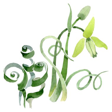 Albuca canadensis çiçek botanik çiçekler. Suluboya arka plan seti. İzole albuca illüstrasyon elemanı.