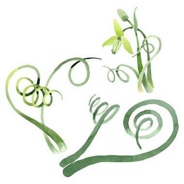 Albuca canadensis çiçek botanik çiçekler. Suluboya arka plan seti. İzole albuca illüstrasyon elemanı.