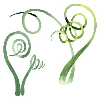 Albuca canadensis çiçek botanik çiçekler. Suluboya arka plan seti. İzole albuca illüstrasyon elemanı.