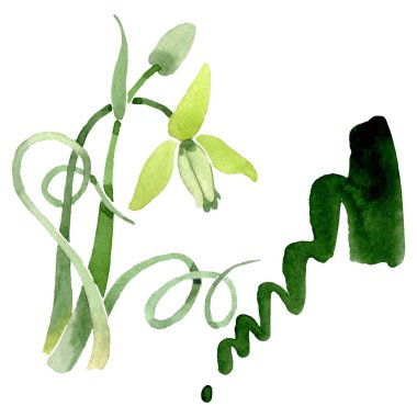 Albuca canadensis çiçek botanik çiçekler. Suluboya arka plan seti. İzole albuca illüstrasyon elemanı.