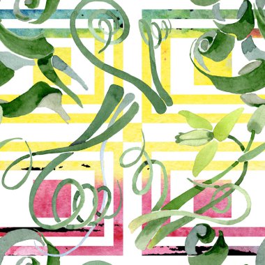 Albuca canadensis çiçek botanik çiçekler. Suluboya arka plan seti. Kesintisiz arka plan deseni.