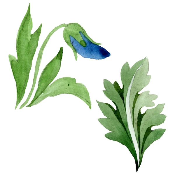 ヴィオラの花の植物の花と装飾。水彩画の背景セット。分離されたビオライラスト要素. — ストック写真