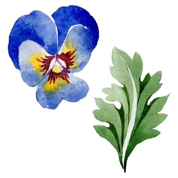 Ornamento com flores botânicas florais viola. Conjunto de fundo aquarela. Isolado elemento ilustração violas . — Fotografia de Stock