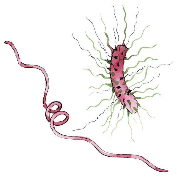 微生物や胚芽の手はイラストを溺れる。水彩画の背景セット。単離微生物イラスト要素. — ストック写真