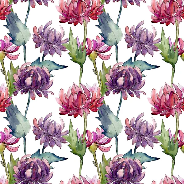 Aster flores botánicas florales. Conjunto de ilustración de fondo acuarela. Patrón de fondo sin costuras . —  Fotos de Stock