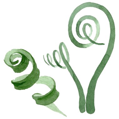 Albuca canadensis çiçek botanik çiçekler. Suluboya arka plan seti. İzole albuca illüstrasyon elemanı.