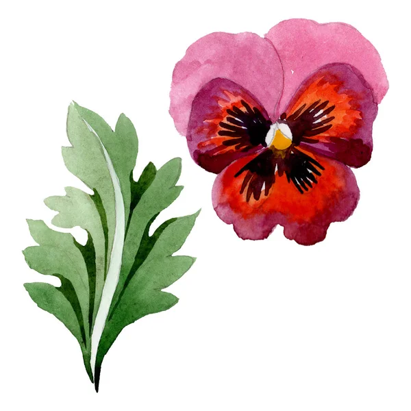 Ozdoba s violviletými botanickými květy. Barevné pozadí. Izolované housle. — Stock fotografie