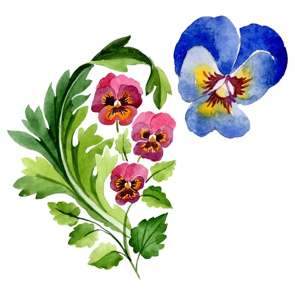 Viyola çiçek botanik çiçekleri ile süs. Suluboya arka plan seti. Yalıtılmış viyola illüstrasyon öğesi. — Stok fotoğraf