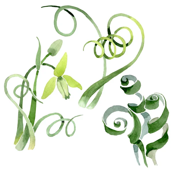 Albuca canadensis bloemen botanische bloemen. Aquarel achtergrond set. Geïsoleerd albuca illustratie element. — Stockfoto