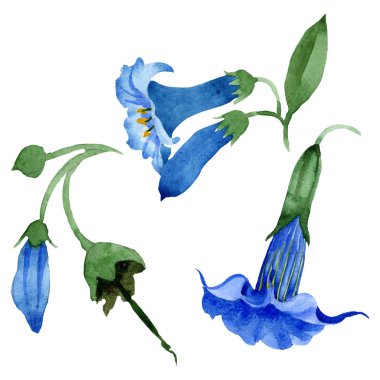 Mavi brugmansia çiçek botanik çiçekleri. Suluboya arka plan seti. İzole brugmansia illüstrasyon elemanı.