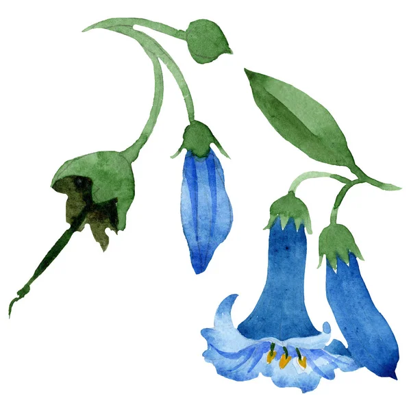 蓝色布鲁格曼西亚花卉植物花。水彩背景集。孤立的布鲁格曼西亚插图元素. — 图库照片