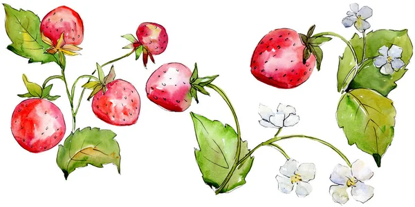 Fraise alimentation saine dans un style aquarelle isolé. Ensemble de fond aquarelle. Élément d'illustration de baies isolé . — Photo