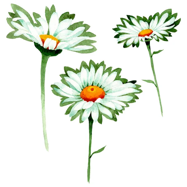 Biały stokrotka kwiatowy kwiatów botanicznych. Akwarela zestaw ilustracji tła. Element ilustracji izolowanych stokrotki. — Zdjęcie stockowe