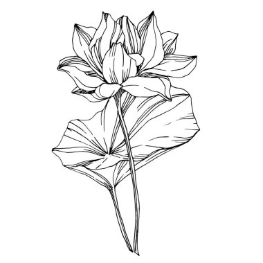 Vektör Lotus çiçek botanik çiçekler. Siyah ve beyaz oyulmuş mürekkep sanatı. İzole lotus illüstrasyon elemanı.