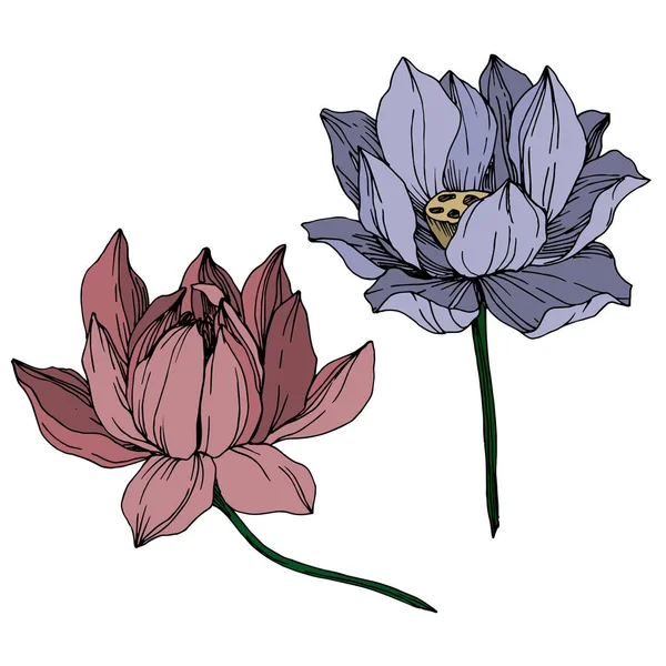 Vector Lotus flores botánicas florales. Arte de tinta grabada. Elemento de ilustración de loto aislado . — Vector de stock