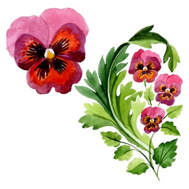 Viyola çiçek botanik çiçekleri ile süs. Suluboya arka plan seti. Yalıtılmış viyola illüstrasyon öğesi.