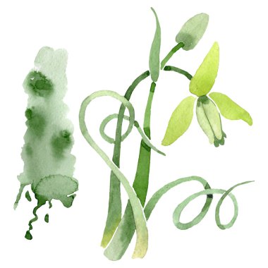 Albuca canadensis çiçek botanik çiçekler. Suluboya arka plan seti. İzole albuca illüstrasyon elemanı.