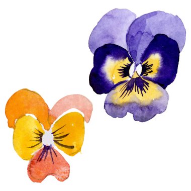 Pansies botanik çiçekleri ile süs. Suluboya arka plan illüstrasyon seti. Yalıtılmış viyola illüstrasyon öğesi.