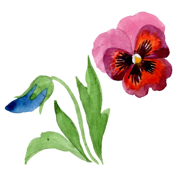 Ozdoba s violviletými botanickými květy. Barevné pozadí. Izolované housle. — Stock fotografie