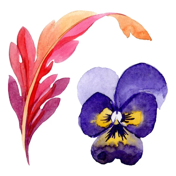 パンジー植物の花と装飾。●水彩背景イラストセット。分離されたヴィオライラスト要素. — ストック写真